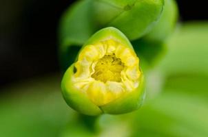 limnocharis flava ou flor de cabeça de rebarba amarela foto