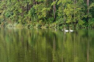 cisne branco e seu companheiro estão nadando no lago foto