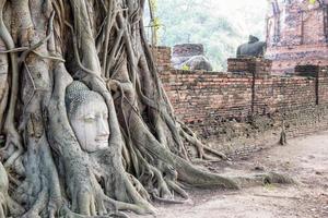 cabeça estátua de buda na árvore de raízes foto