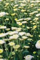 jardim de flores crisântemo branco morifolium foto
