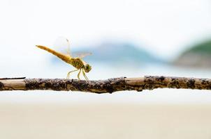 pantala flavescens, libélula amarela foto
