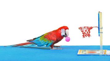 arara jogando bola de basquete brinquedo isolado no branco foto