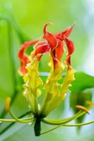 gloriosa superba ou flor de lírio trepadeira foto