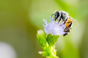 abelha pequena comendo néctar na flor da erva daninha de cabra