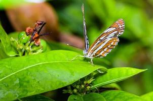 borboleta marinheiro comum neptis hylas papaja foto