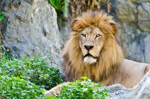 leão masculino agachado na rocha foto