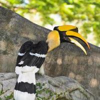 grande calau ou buceros bicornis pássaros grandes em tailandês foto