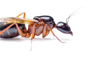 formiga carpinteira preta, camponotus pennsylvanicus foto