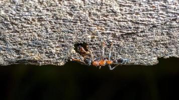 duas formigas cumprimentando foto