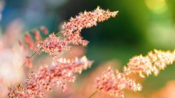 pôr do sol na grama de flor de campo foto