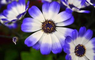 margarida do rio cisne ou compositae também conhecida como flores azuis delicadas, pericallis azuis em vasos foto