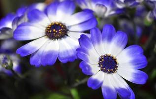 margarida do rio cisne ou compositae também conhecida como flores azuis delicadas, pericallis azuis em vasos foto