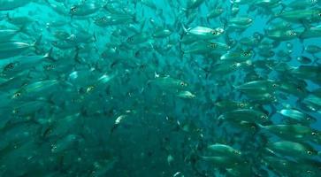 grupo de peixes ou cardume de peixes no oceano nadando em grupo sobre fundo azul foto