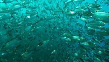 grupo de peixes ou cardume de peixes no oceano nadando em grupo sobre fundo azul foto