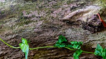 textura de madeira musgosa como pano de fundo foto