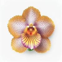 vista superior da flor da orquídea em um fundo branco, perfeito para representar o tema do dia dos namorados. foto