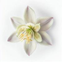 vista superior uma flor aquilégia isolada em um fundo branco, adequado para uso em cartões de dia dos namorados foto
