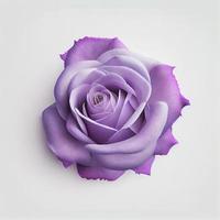 vista superior da flor rosa violeta em um fundo branco, perfeito para representar o tema do dia dos namorados. foto