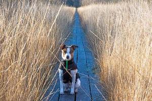 foto de um cachorro em um prado durante o dia