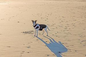 foto de um cachorro na praia durante o dia