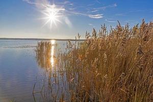 imagem sobre uma margem do lago coberta de juncos altos ao nascer do sol foto