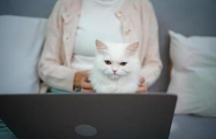 uma jovem trabalha em casa enquanto um gato persa branco foto