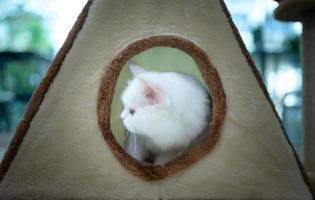 gato persa uma das raças mais populares de gatos atraentes. foto
