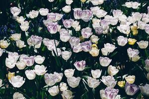 tulipas coloridas brilhantes como fundo floral foto