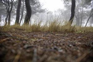 floresta em dia nublado foto