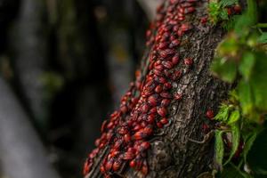 firebug. uma horda de insetos vermelhos na casca de uma árvore. foco seletivo. foto