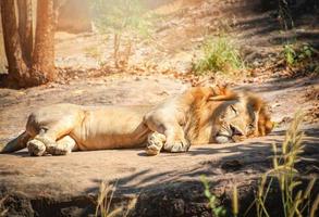 leão deitado relaxando no safári de pedra do chão no parque nacional rei da natureza foto