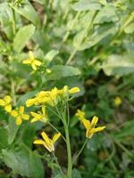 flor de mostarda e planta foto