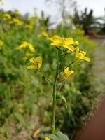 flor de mostarda e planta foto