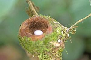 ovo de beija-flor em seu ninho foto