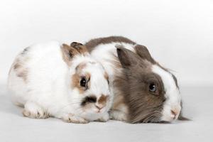 retrato de dois coelhos em um fundo branco. foto