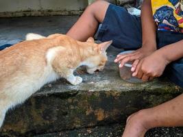 gato sendo alimentado por menino ao ar livre foto