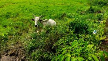 vacas relaxantes na grama verde foto