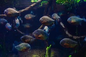 peixes brilhantes no aquário foto