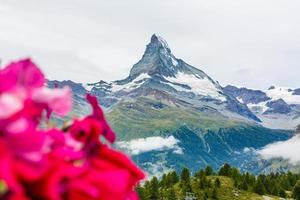 paisagem idílica nos Alpes com prados verdes frescos e flores desabrochando e topos de montanhas cobertas de neve ao fundo. foto