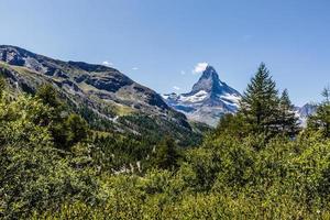 caminhadas nos alpes suíços com campo de flores e o pico matterhorn ao fundo. foto