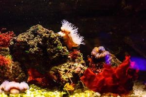 peixinhos coloridos, recifes de corais brilhantes no aquário. vida subaquática. foto