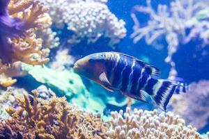 peixinhos coloridos, recifes de corais brilhantes no aquário. vida subaquática. foto