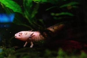 diferentes peixes tropicais debaixo d'água foto