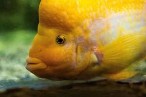 diferentes peixes tropicais debaixo d'água foto