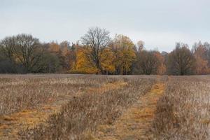 paisagens naturais de outono na letônia foto