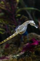 diferentes peixes tropicais debaixo d'água foto