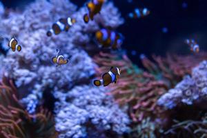 diferentes peixes tropicais debaixo d'água foto