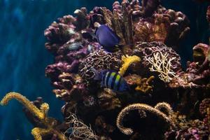 diferentes peixes tropicais debaixo d'água foto