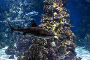 diferentes peixes tropicais debaixo d'água foto