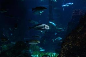 diferentes peixes tropicais debaixo d'água foto